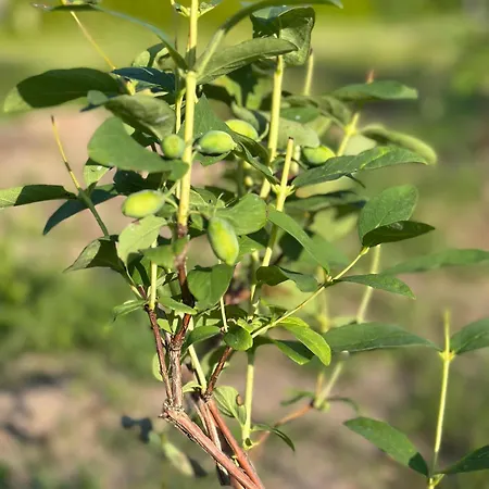 Dom wakacyjny Sepa Puhkekeskus Käina