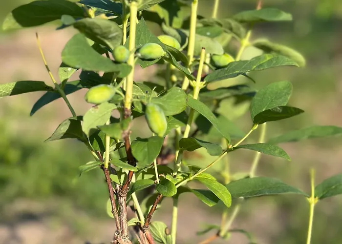 Holiday home Sepa Puhkekeskus Kaina